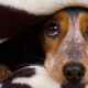 Illustration for article titled How to Keep Your Dog Safe and Warm This Winter